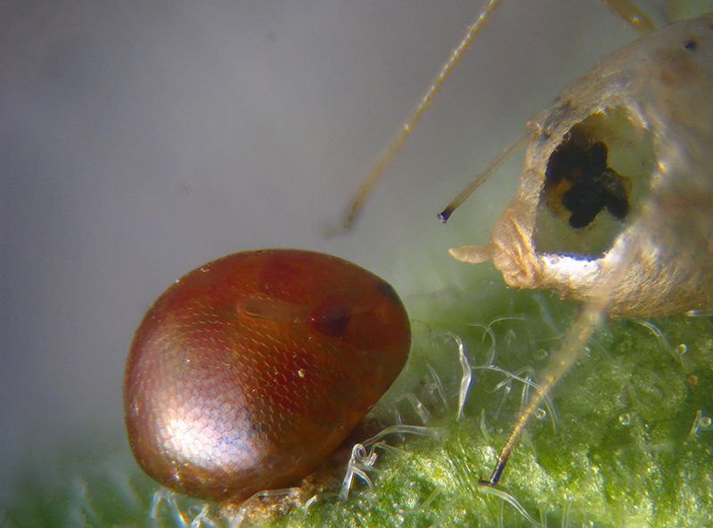 Coreidae: uovo e neanide di Coreus marginatus (Coreidae)